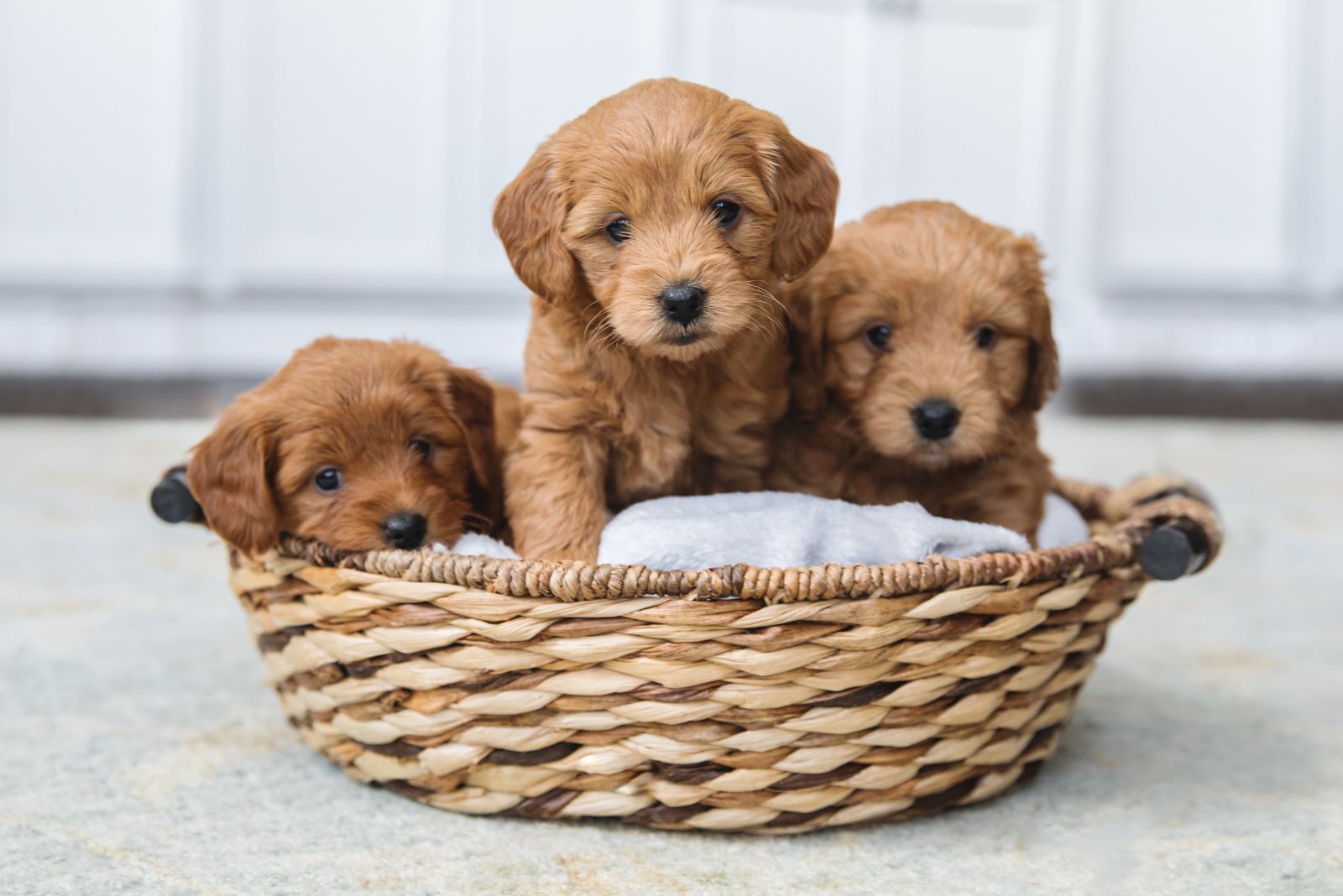 the goldendoodles in a basket