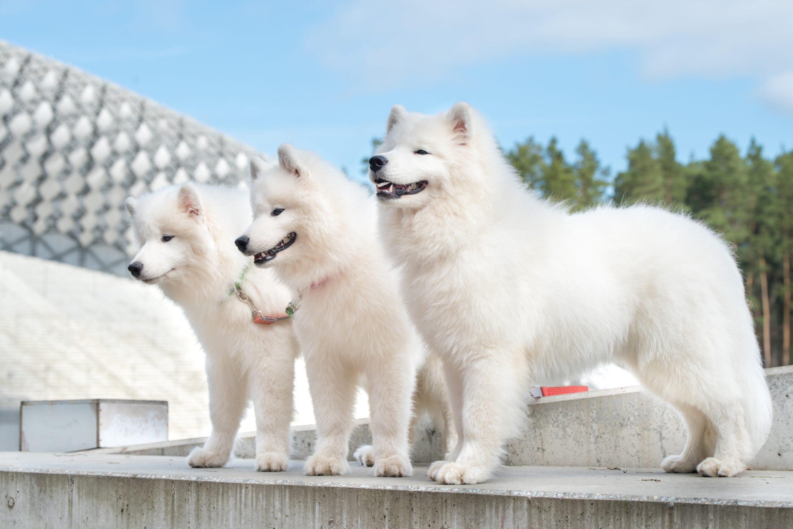 three samoyeds standing and smiling