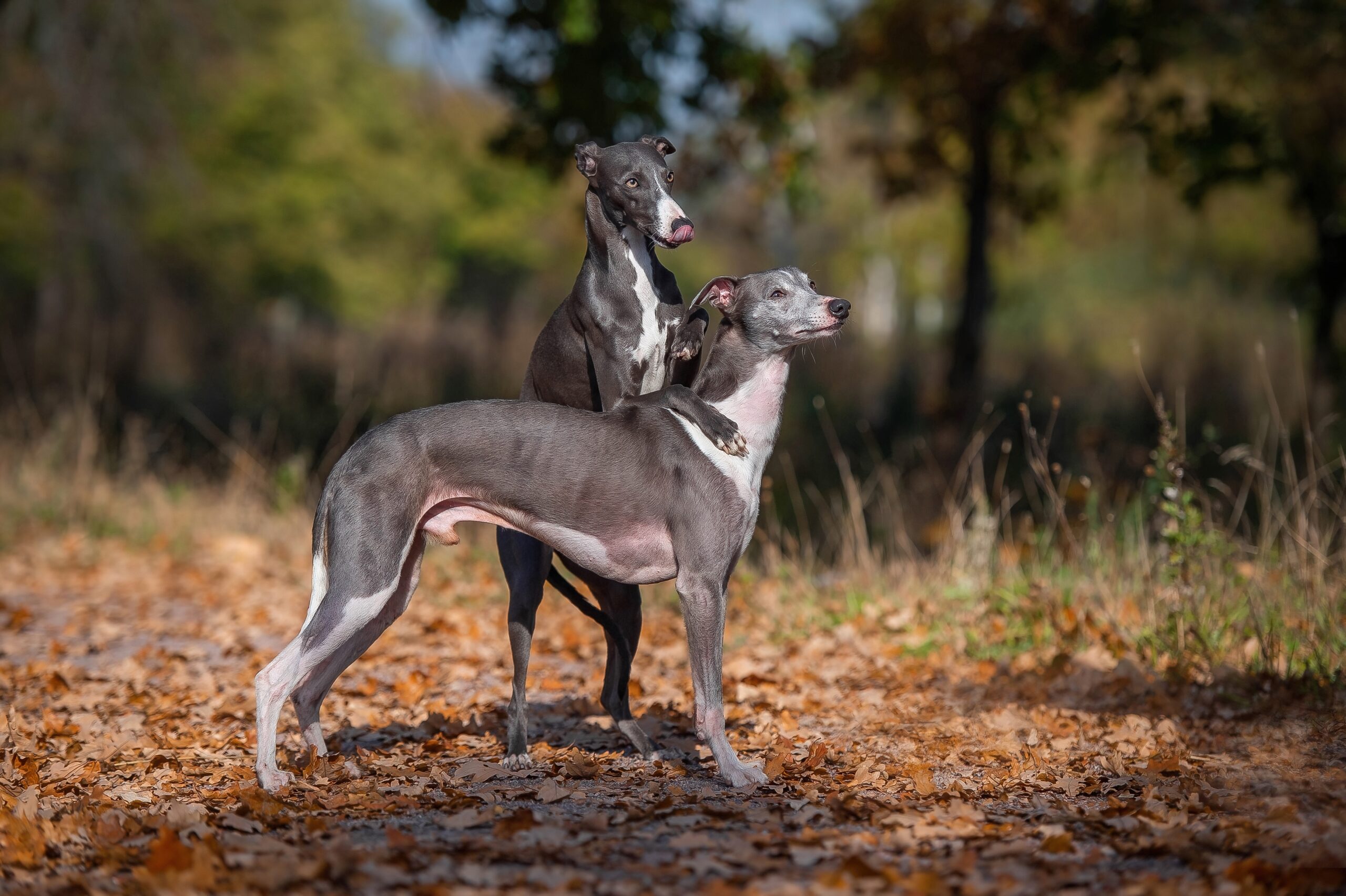 whippet dog in nature