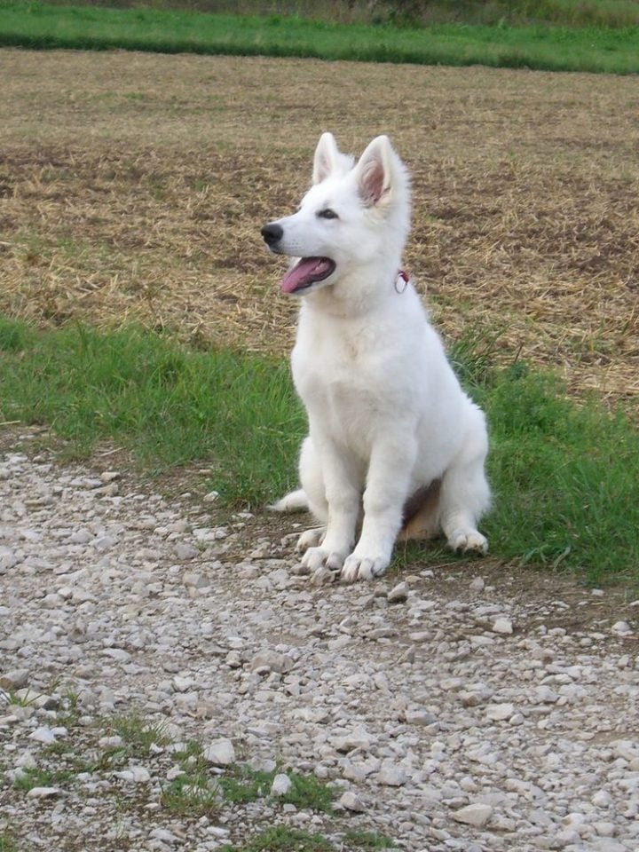 25 Cute White German Shepherd Puppy Pictures You Have To See