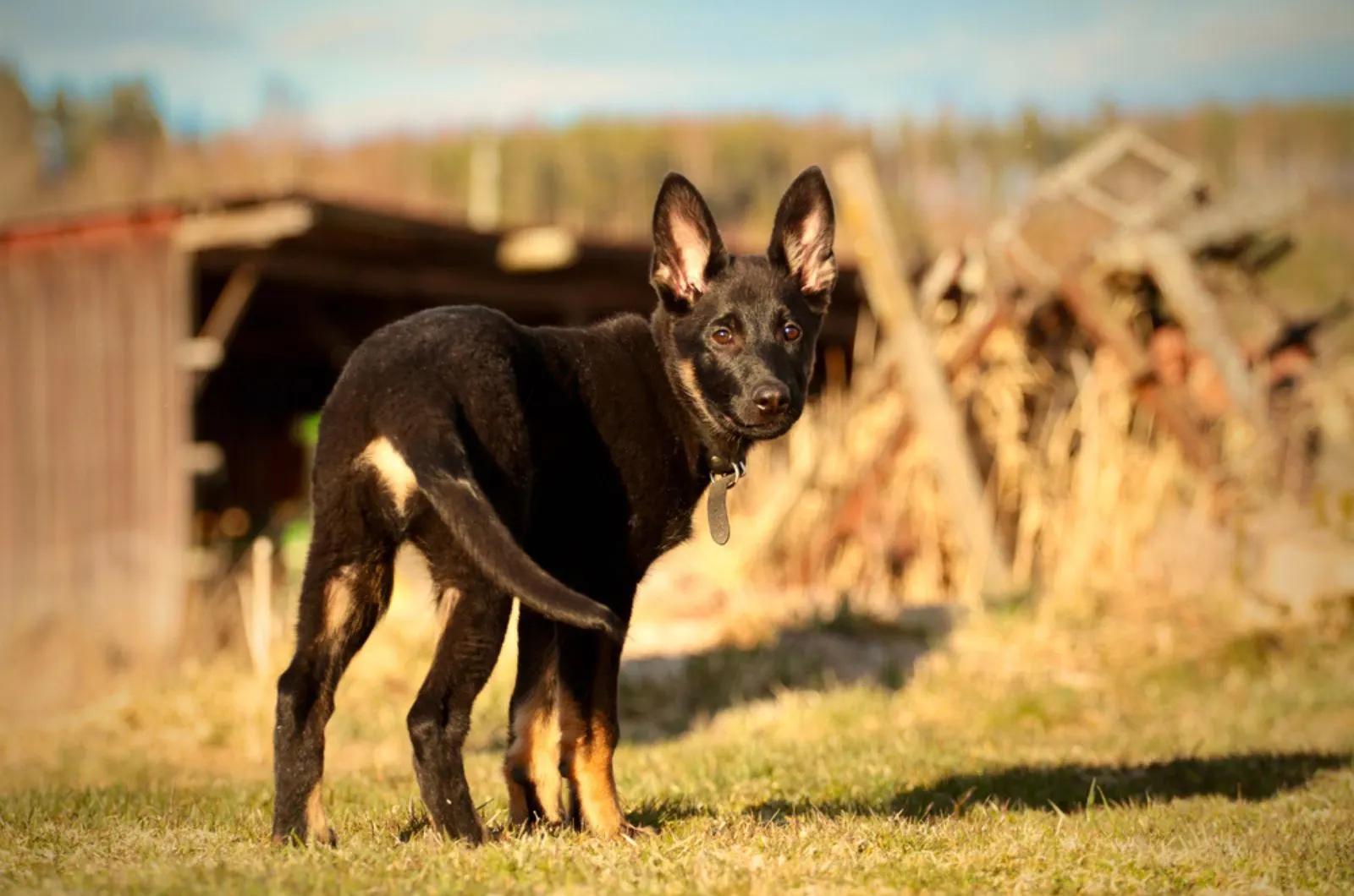 These Are The Facts About The Bicolor German Shepherd