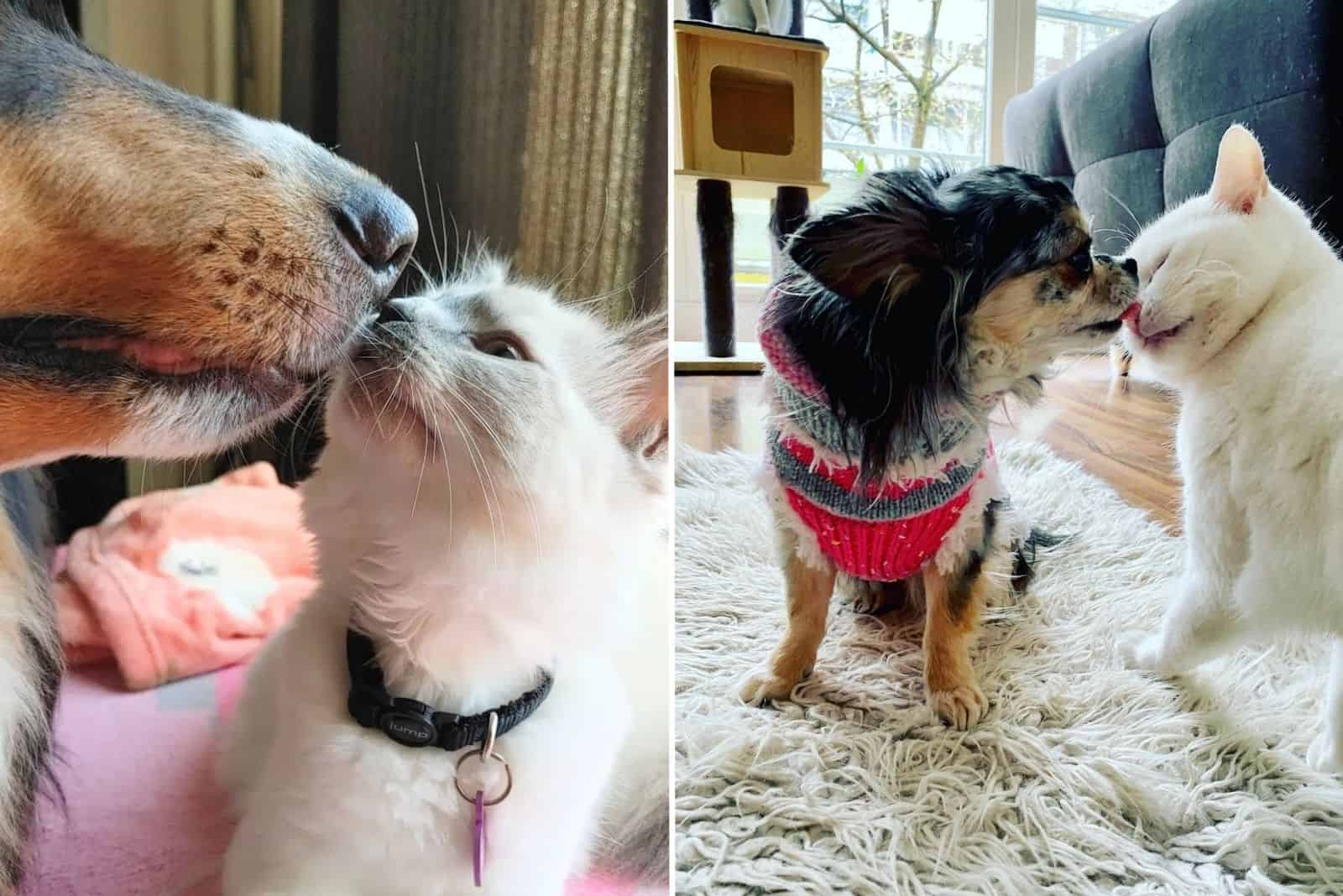 17 Photos That Prove Dogs And Cats Actually Love Each Other