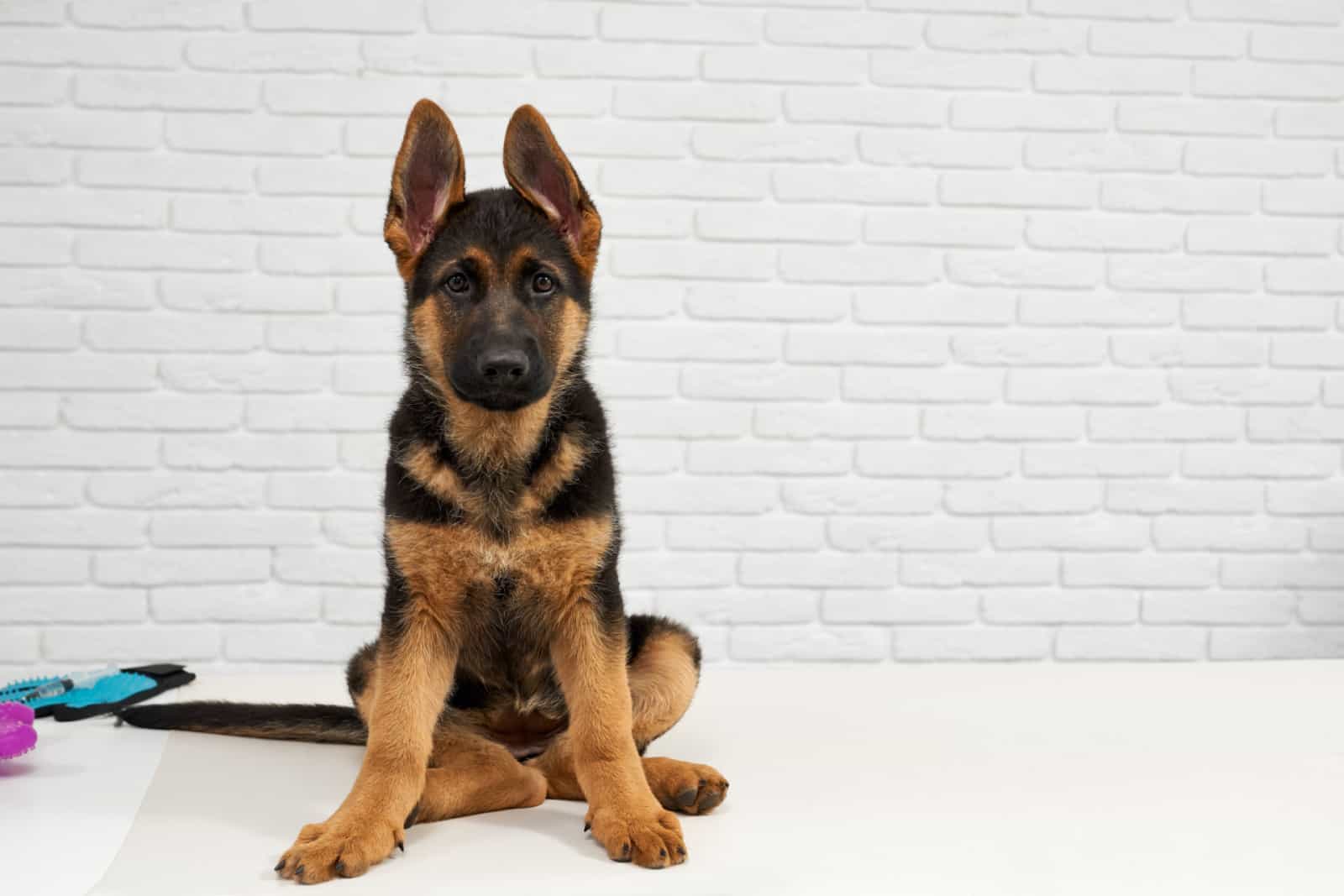 german shepherd puppy sitting on floor