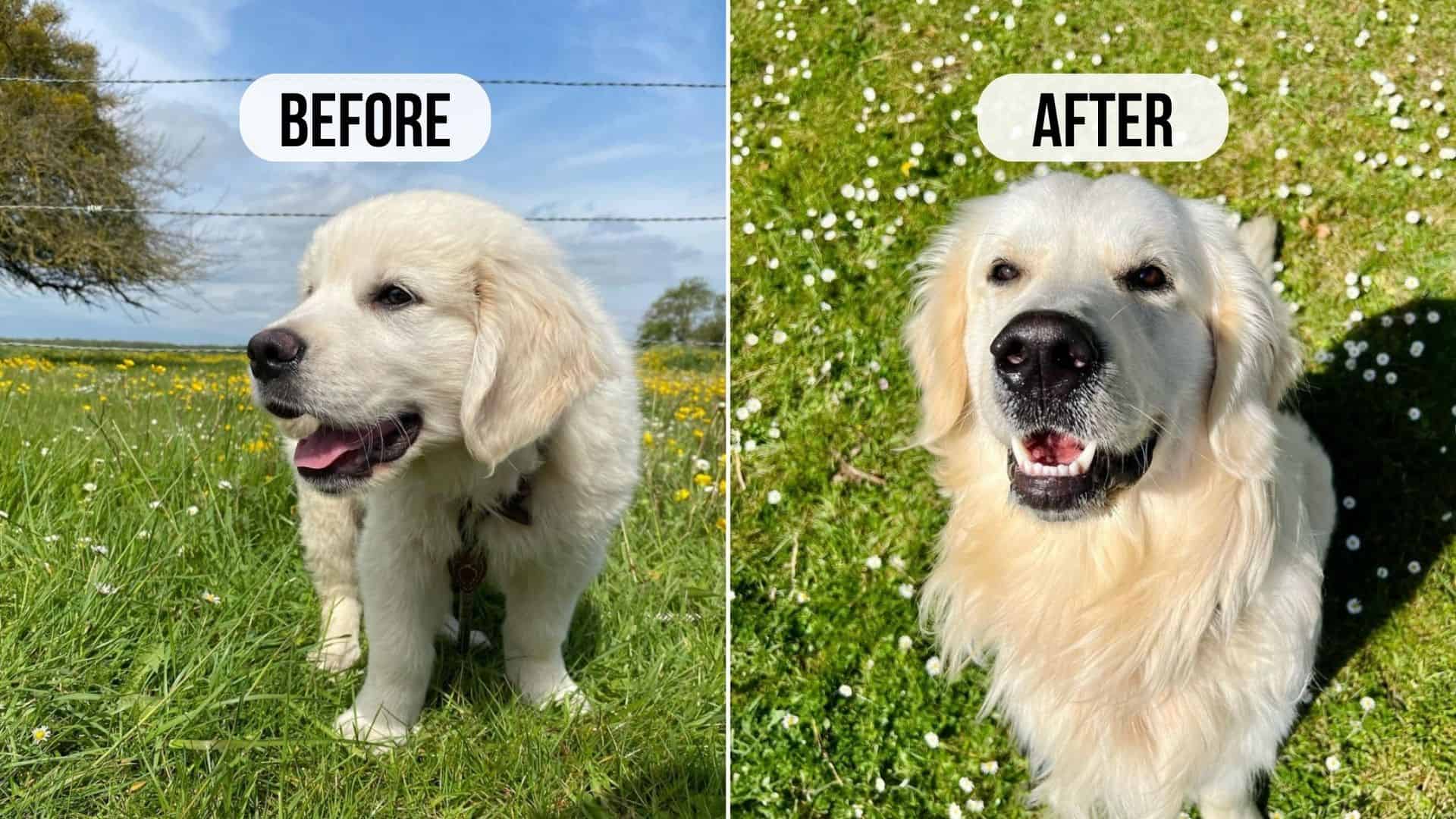 before and after photo of a puppy glow-up