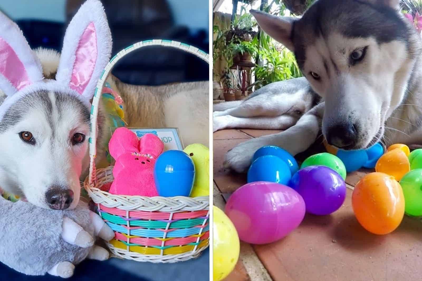 5 Activities To Make Your Dog A Part Of Your Easter Celebration