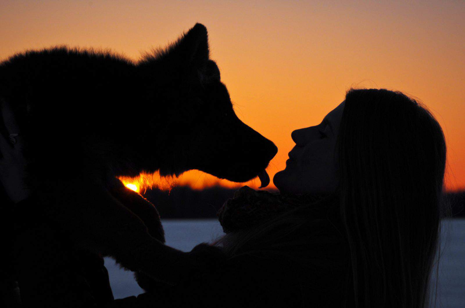 german shephered puppy licking his owner