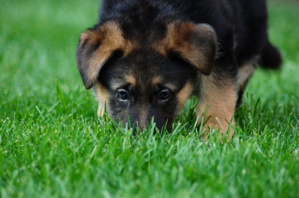 5 Ways Of Stopping Your German Shepherd From Eating Poop