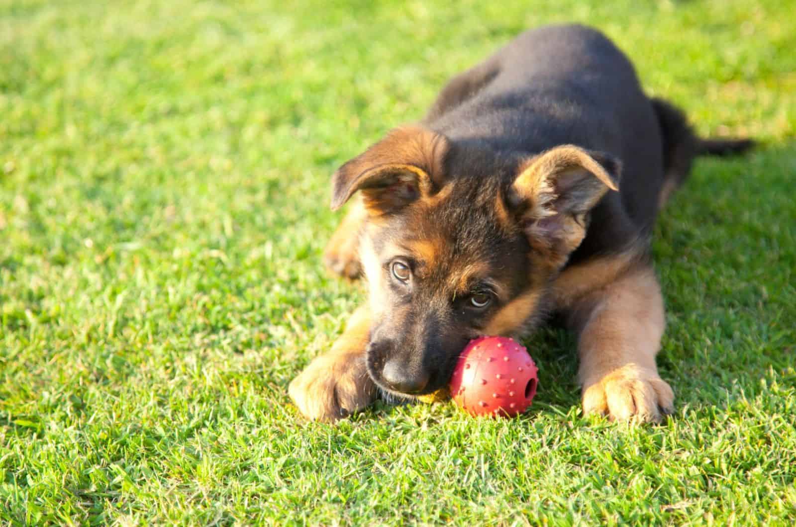 german shepherd puppy playing with a ball