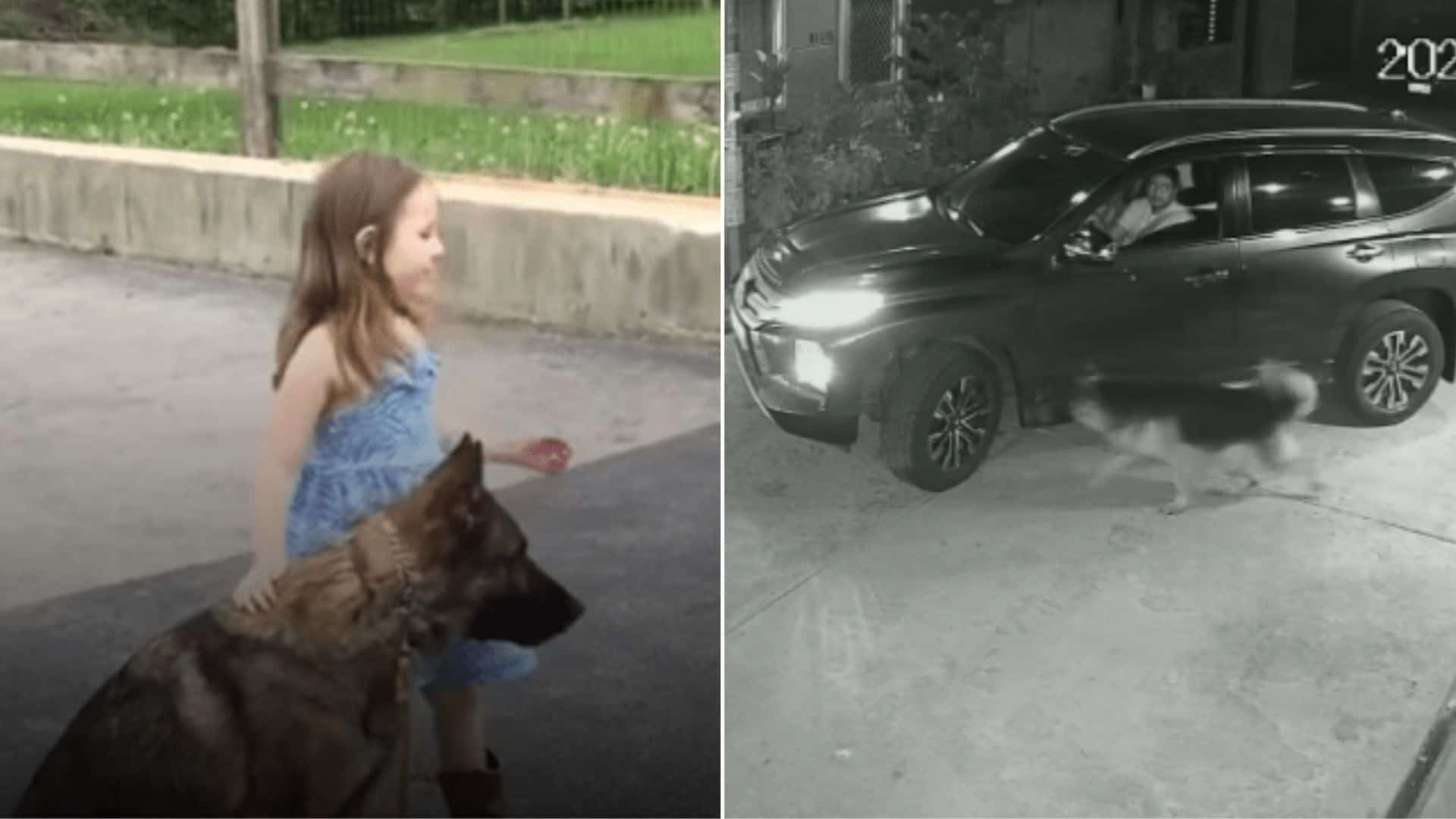 These Videos Of GSDs Protecting Their Little Hoomans Will Melt Your Heart