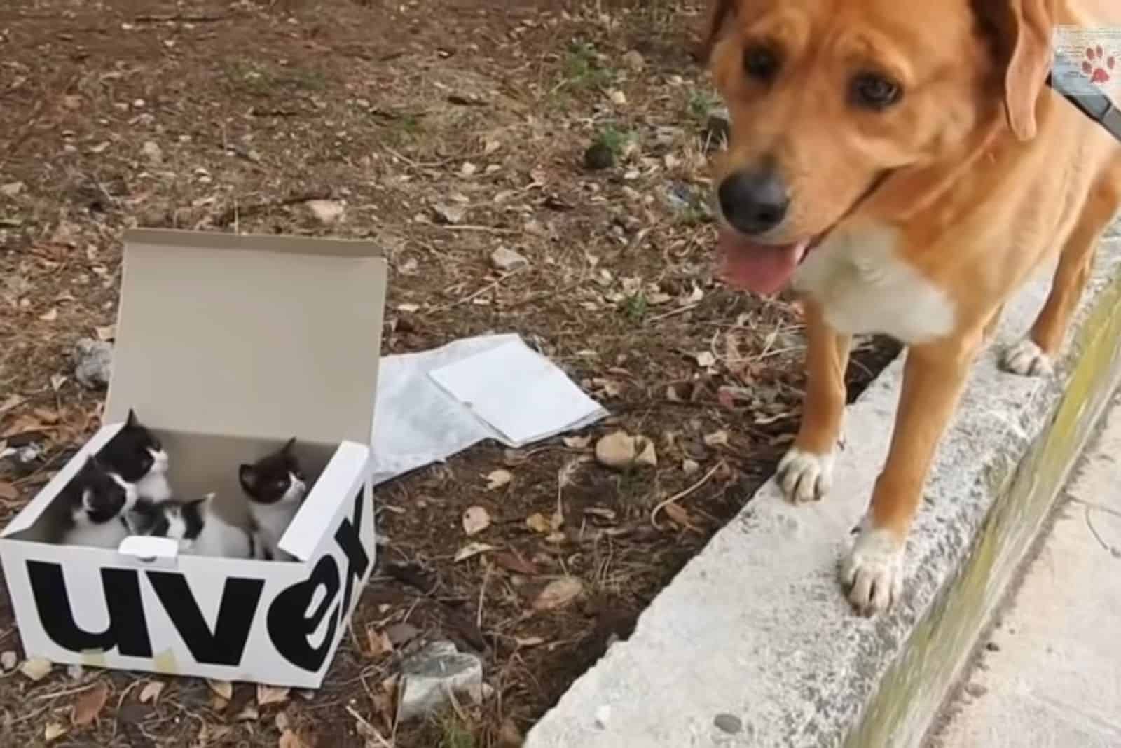 dog finds abandoned kittens