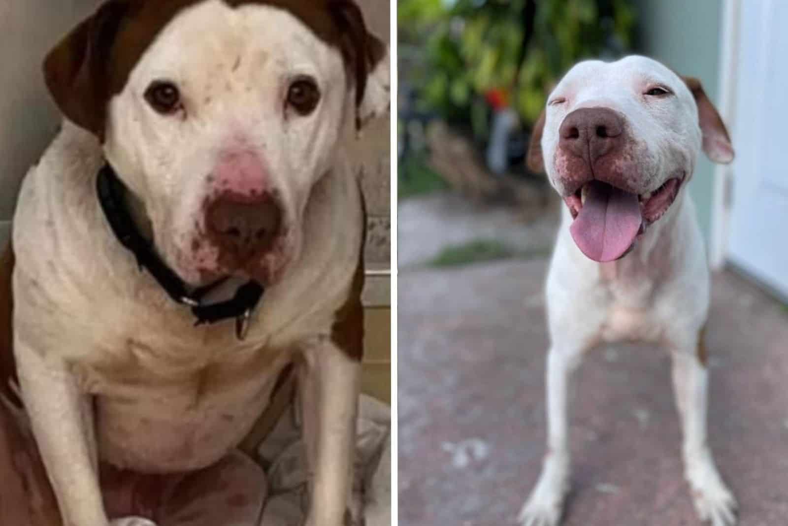 oscar the abandoned dog gets a foster