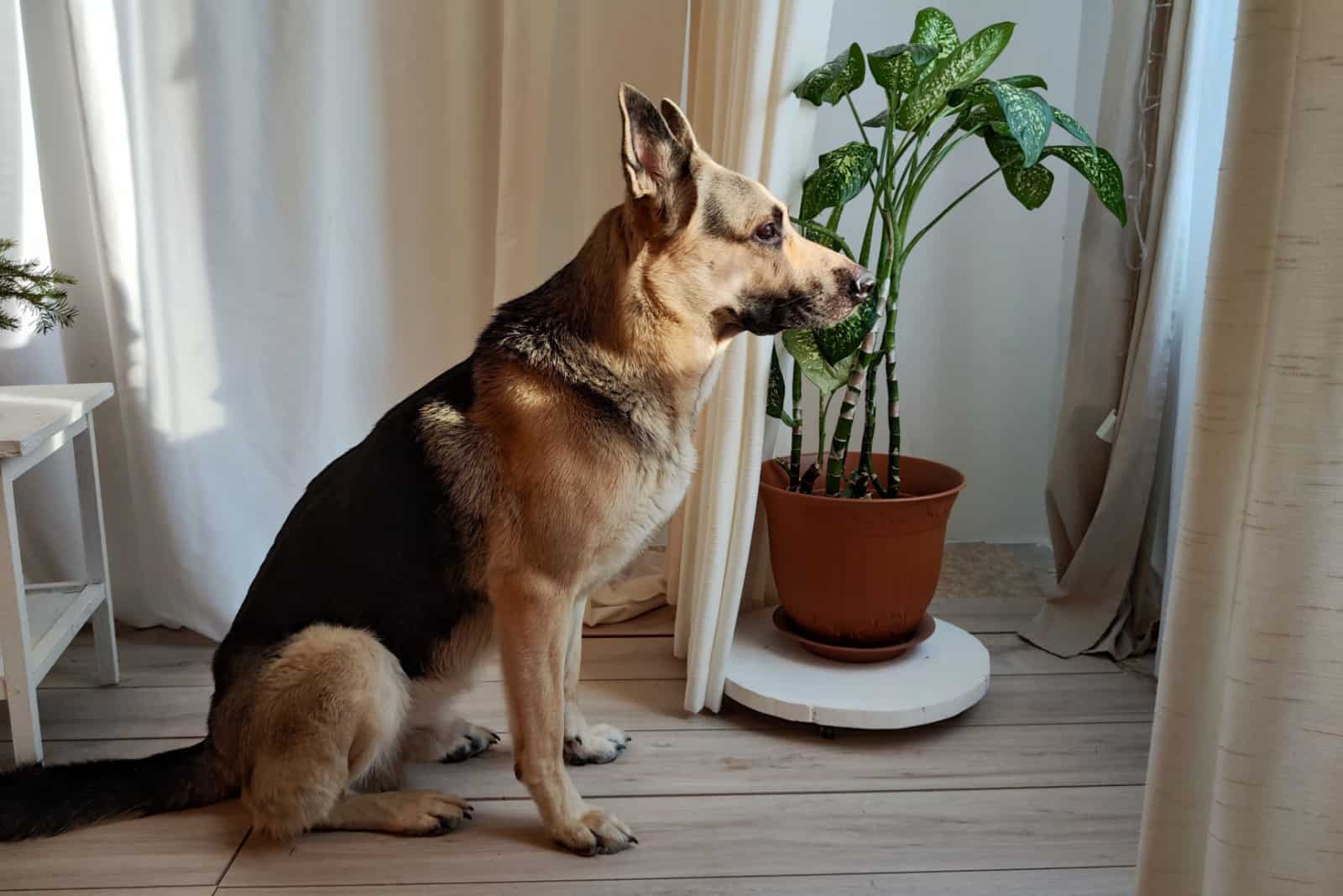 Dog German Shepherd inside of room