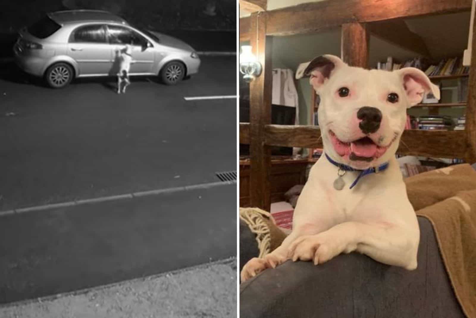 dog whose abandonment was caught on camera gets adopted