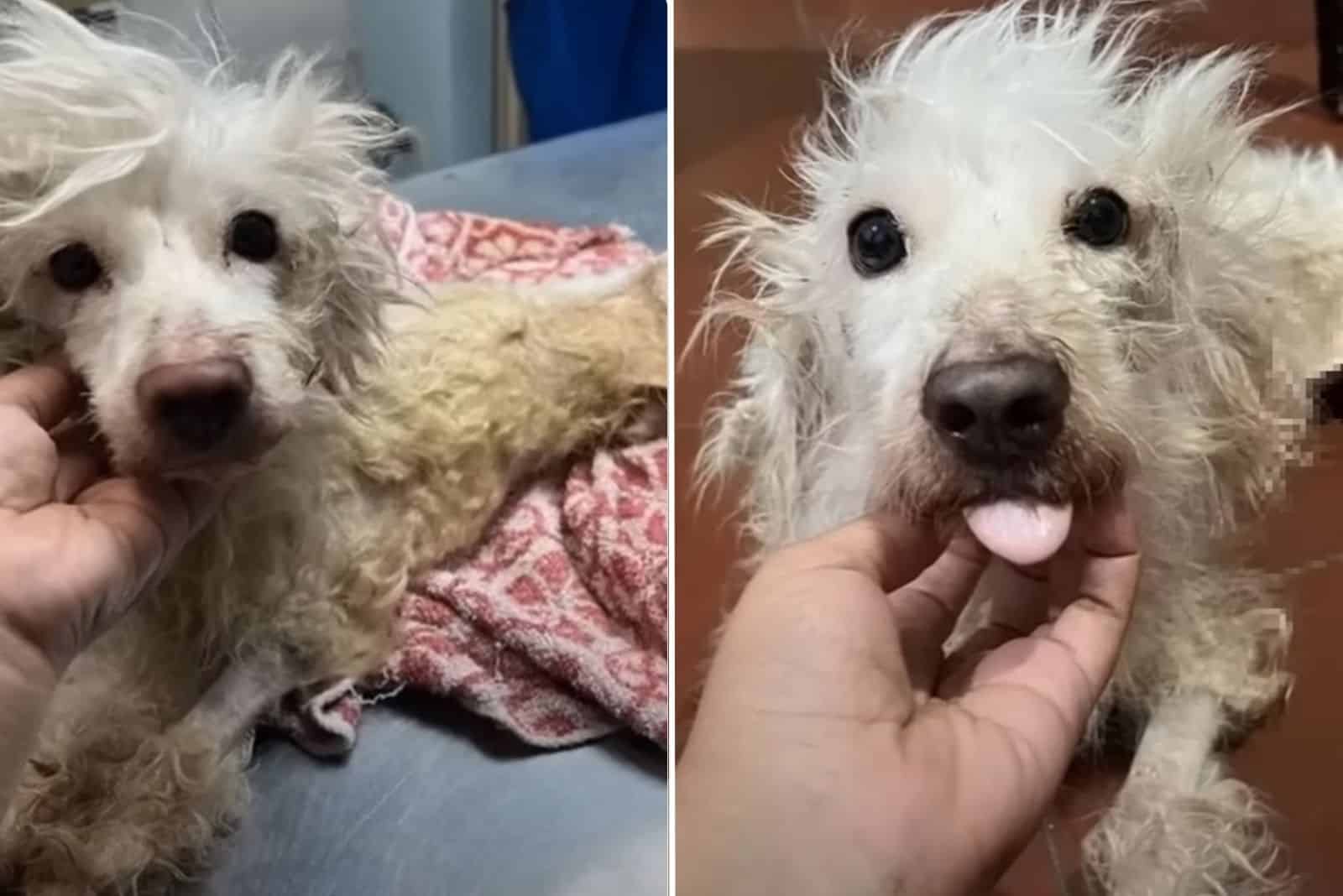 Injured Dog Makes An Amazing Recovery And Finds Happiness In His New Shelter Friends