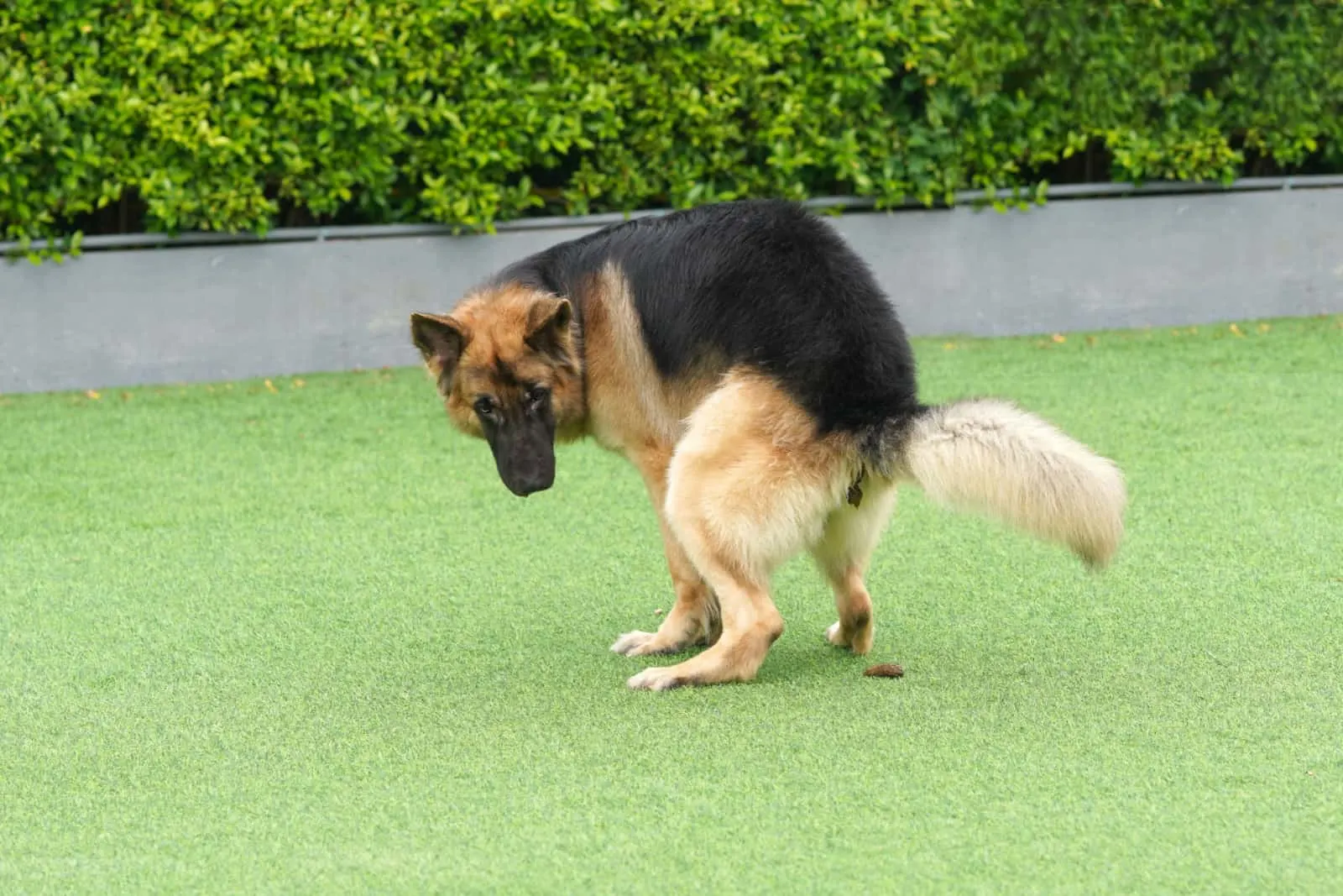 7 Clear Signs Your German Shepherd Has Worms And Treating Him