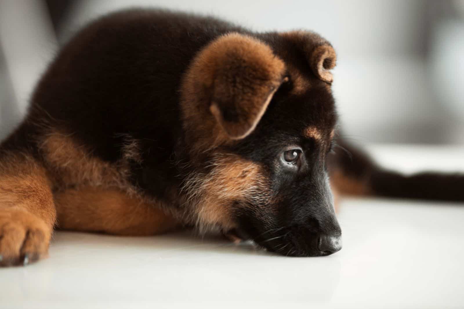 German shepherd puppy sniffs