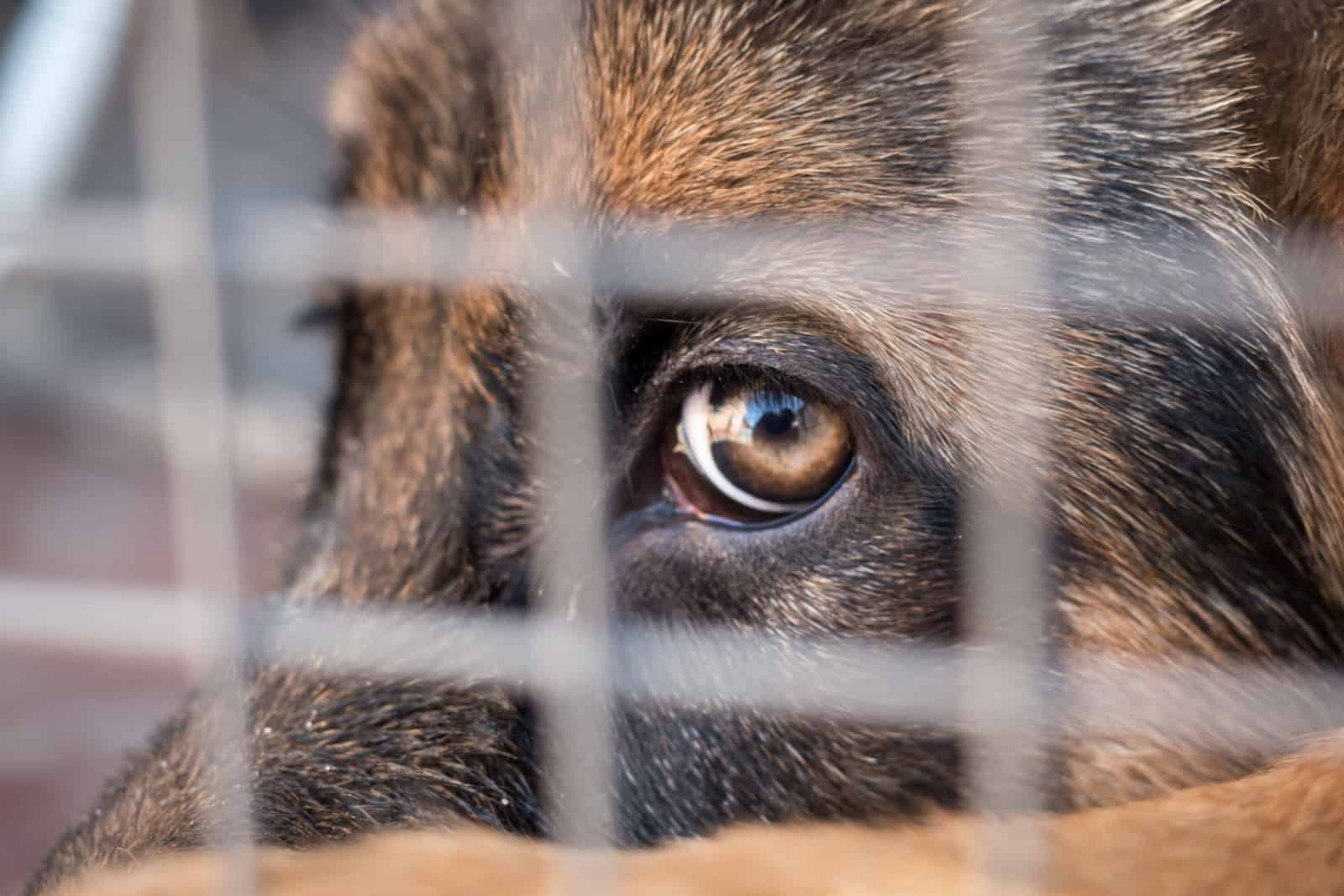 German shepherd sitting locked in a cage