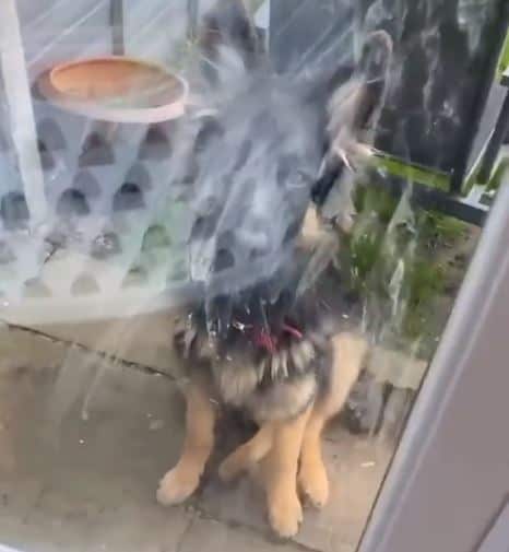 German shepherd sitting on the sidewalk in front of the window