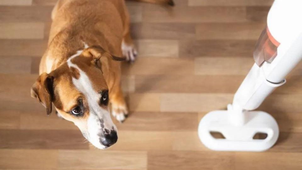 Here's Why Your Dog Is Afraid Of The Vacuum And How To Deal With it