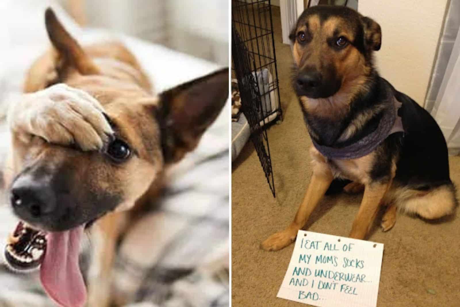 Hilarious German Shepherds