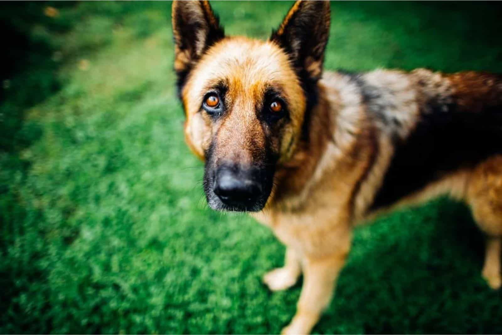 German Shepherd looking at the camera