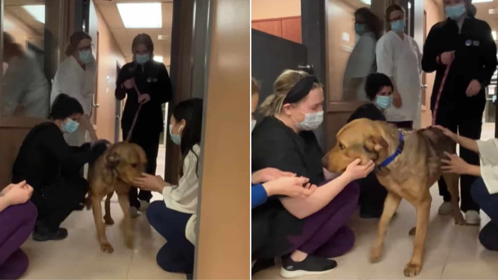 Sweet Dog Finally Got Adopted After Spending Months In The Shelter So The Staff Thew A Party For Him