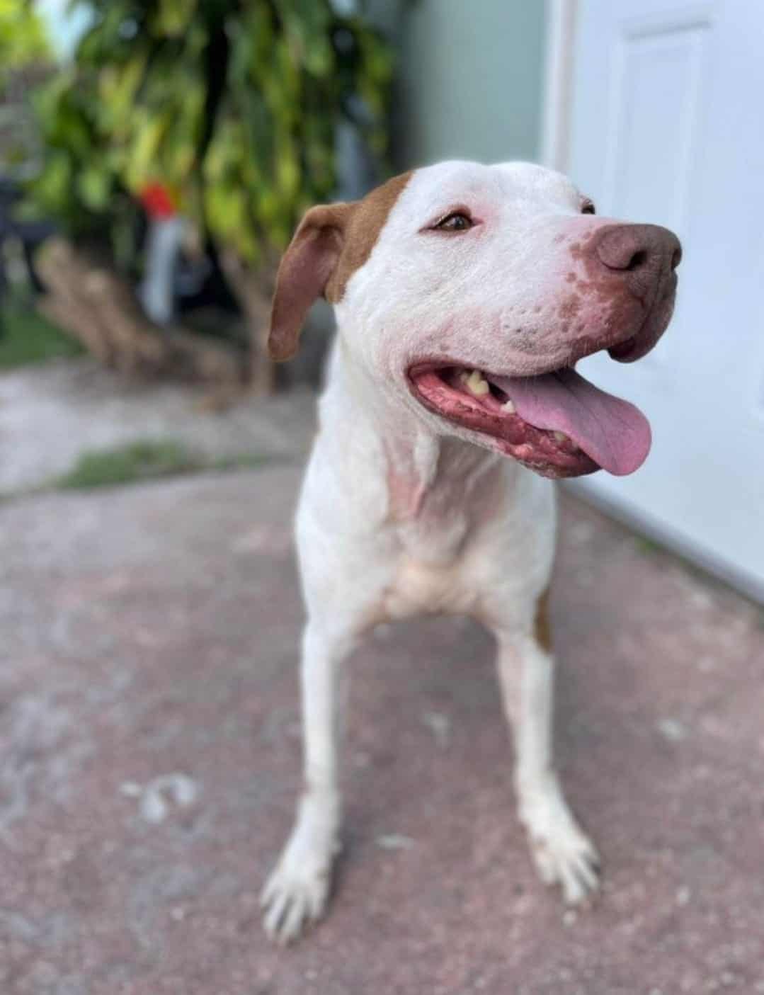 Oscar the abandoned dog, after being adopted