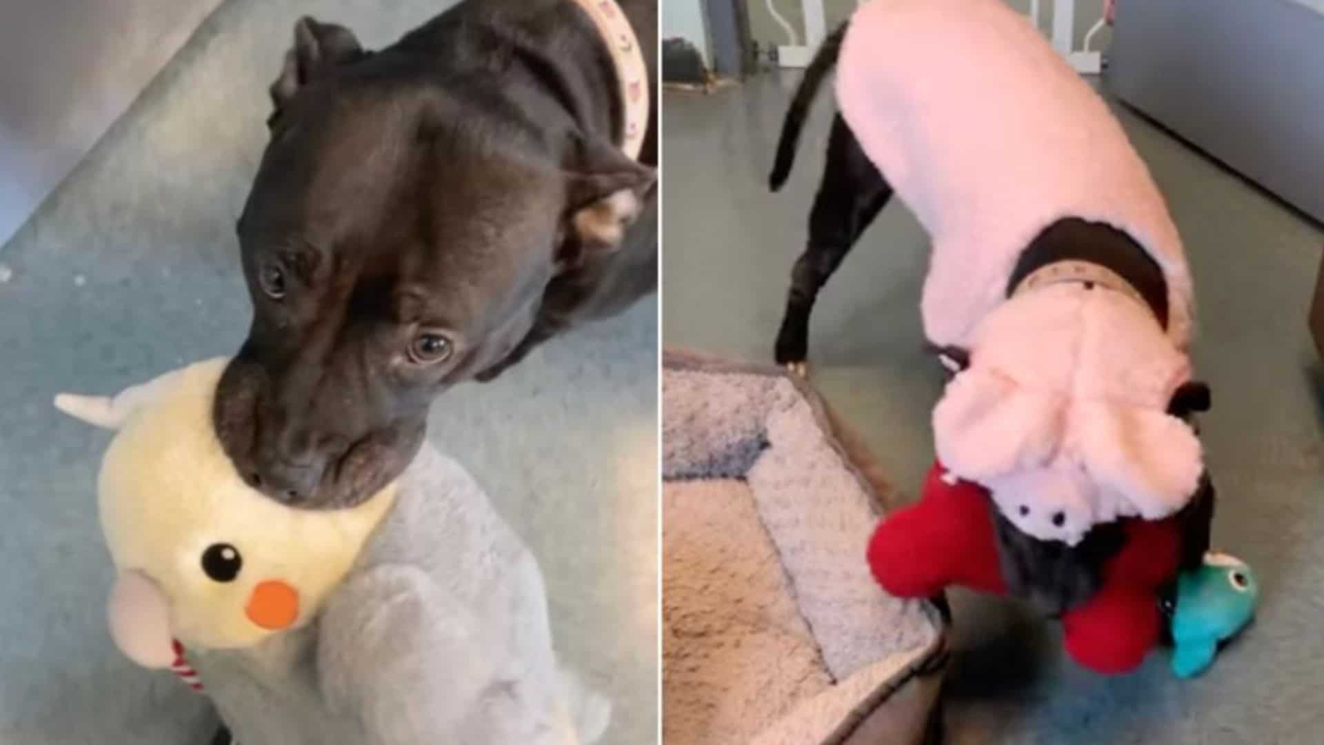 Shelter Pittie, The Biggest Fan Of Plush Toys, Finds A Loving Home