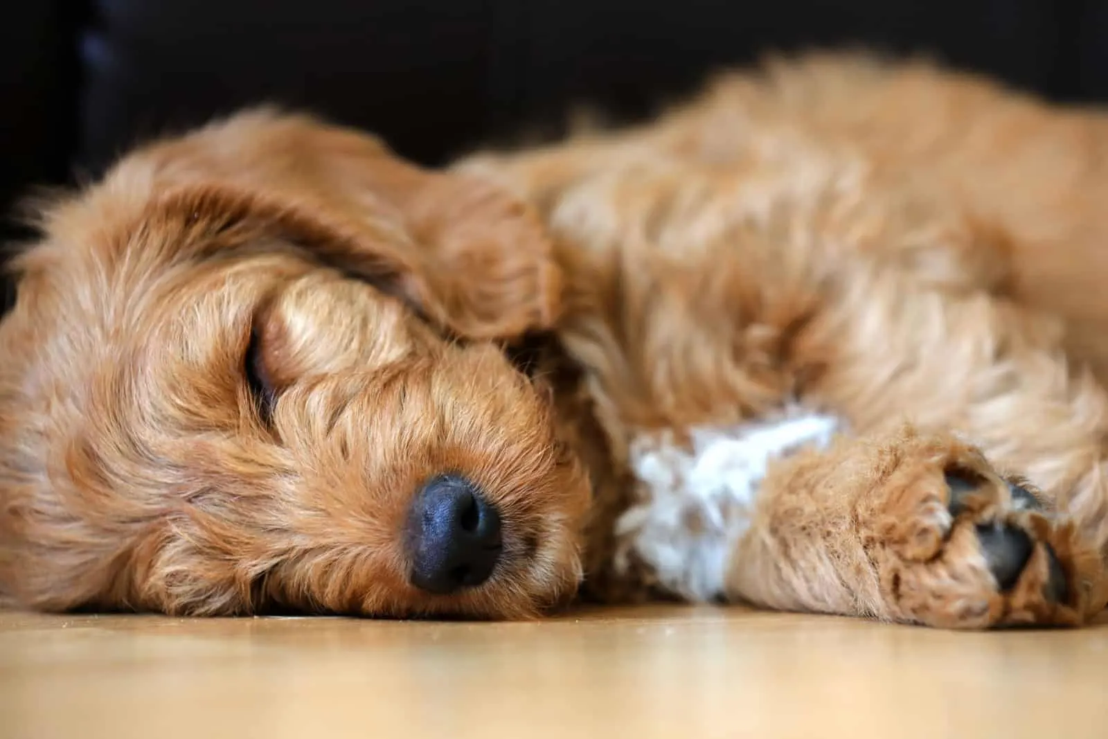 Red Cute Labradoodle Puppy Sleeping