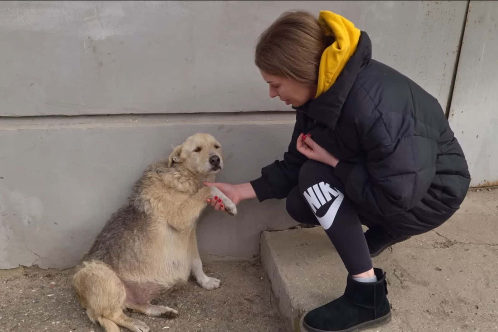 a girl touches a dog with a swollen belly