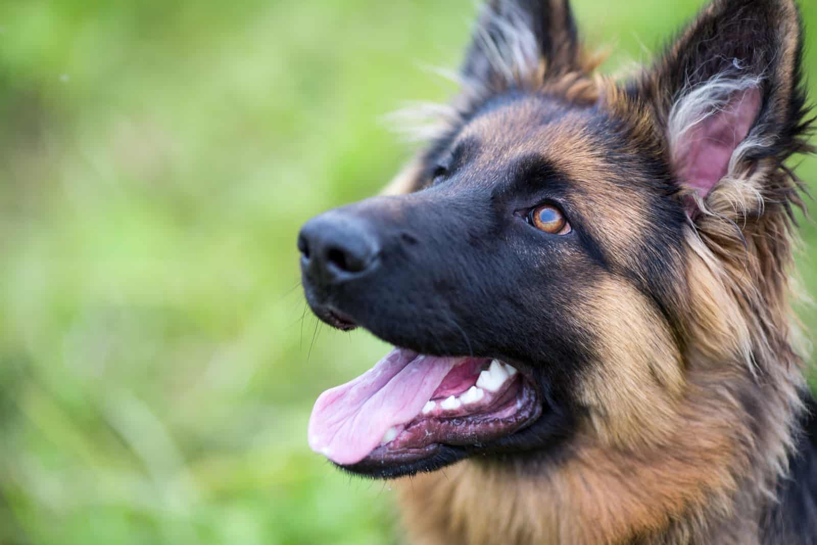 portrait of a german shepherd