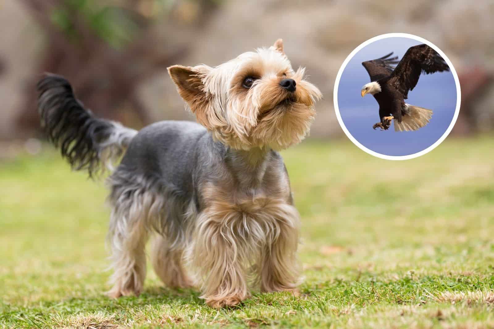 3 Curious Cases Of Eagles Snatching Small Dogs