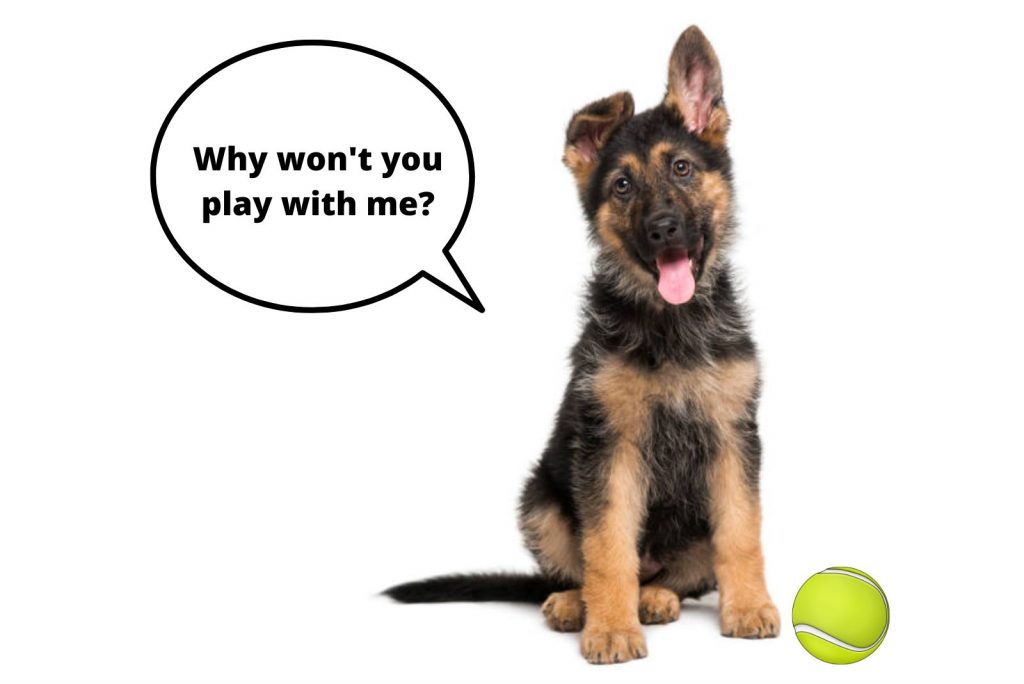 a German Shepherd puppy with his tongue sticking out and a ball next to him