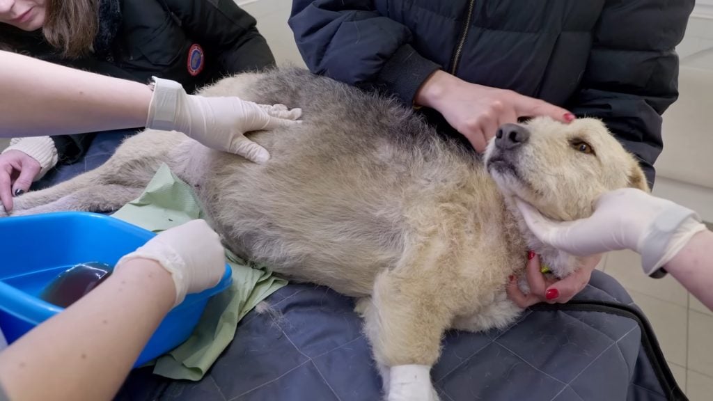 a veterinarian helps a dog with a swollen belly