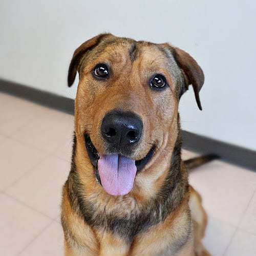 cute brown dog sitting