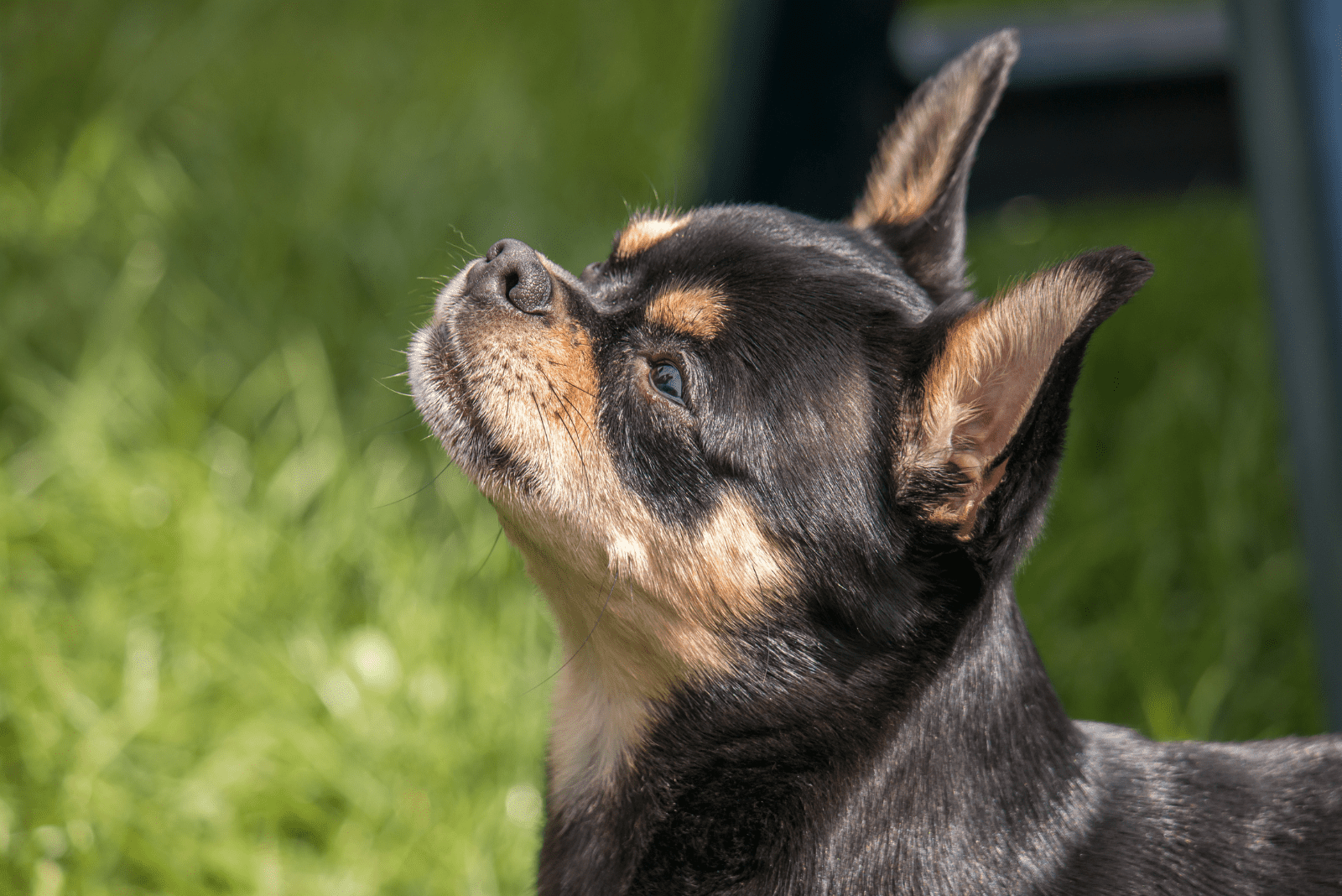 dog in nature looking at sky