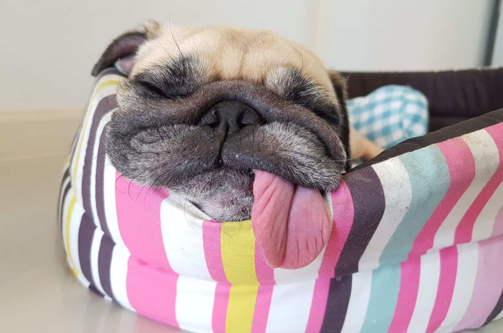 dog sleeping in his bed indoors