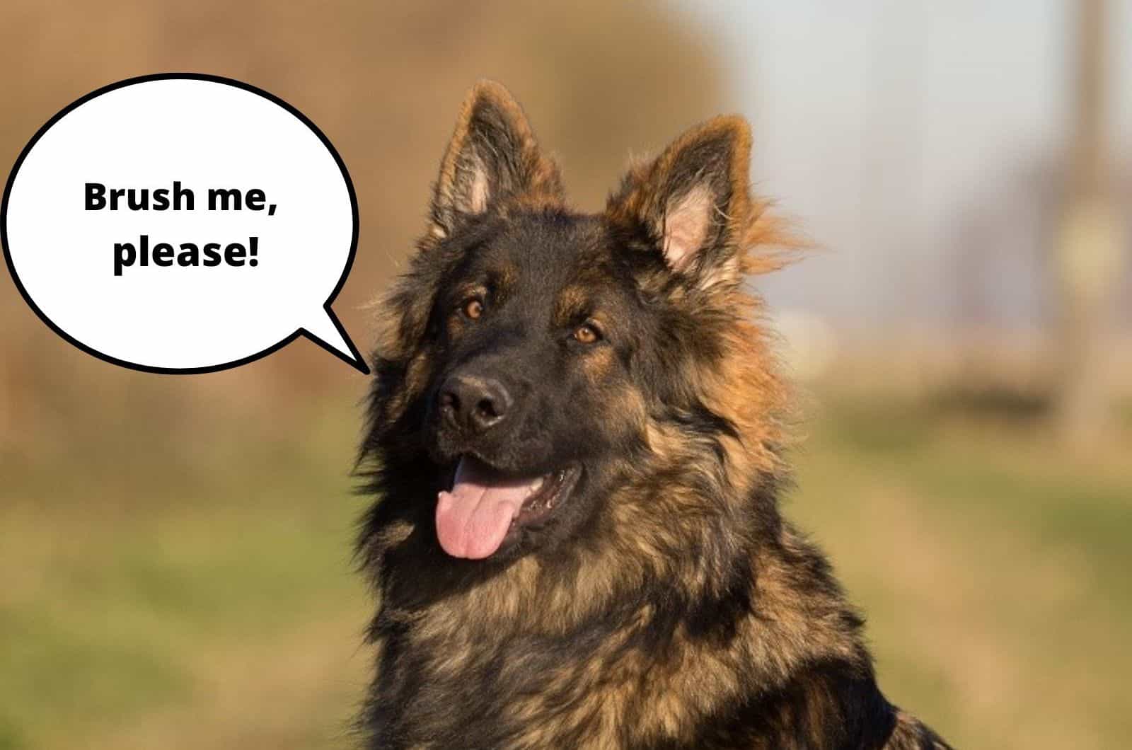 fluffy german shepherd dog sitting outdoors