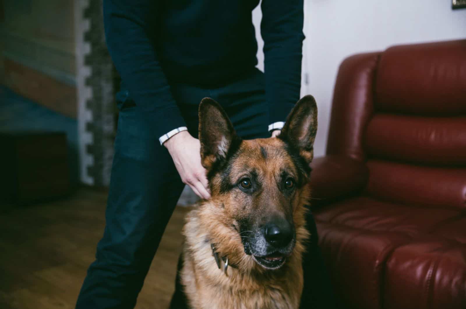 german shepherd dog with his owner indoors