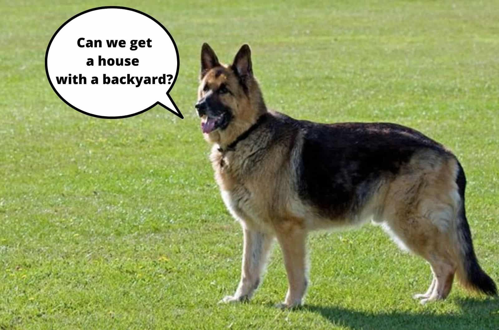 german shepherd dog standing on the grass