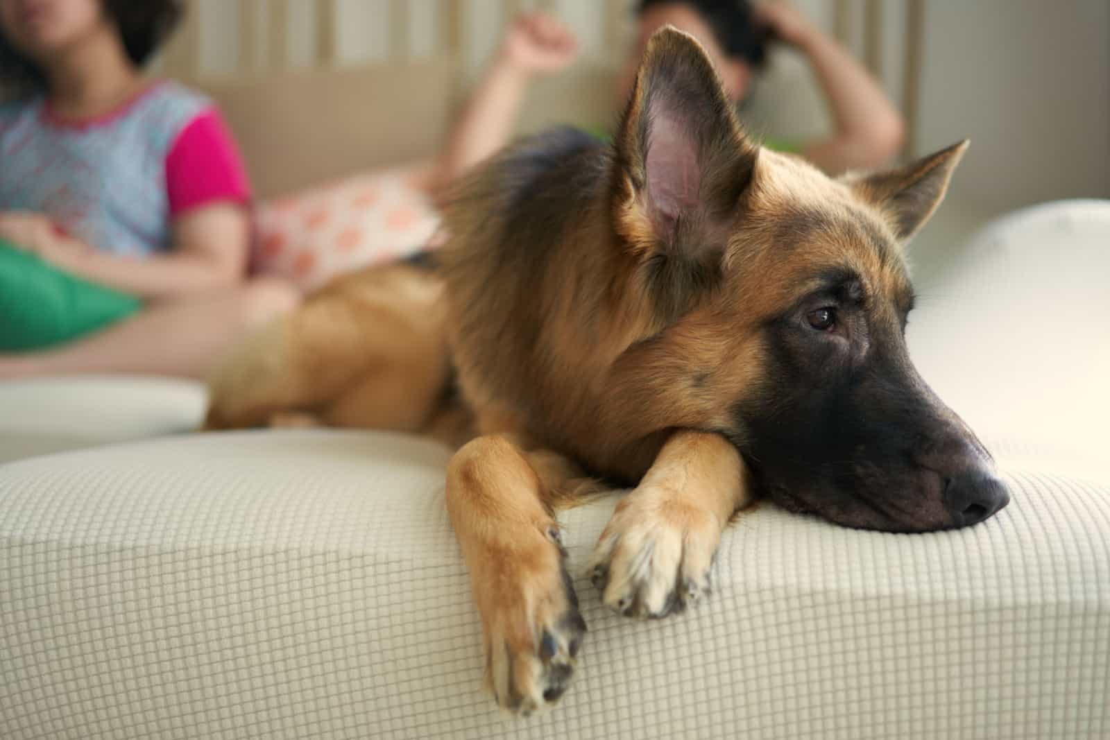 german shepherd dog laying down on sofa couch