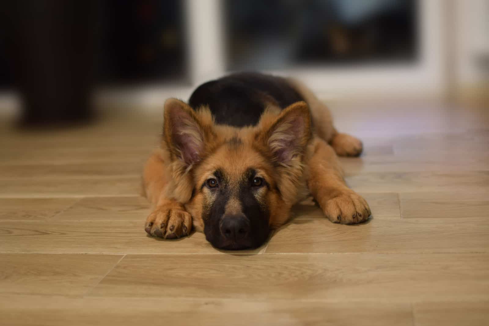 german shepherd lies on the floor