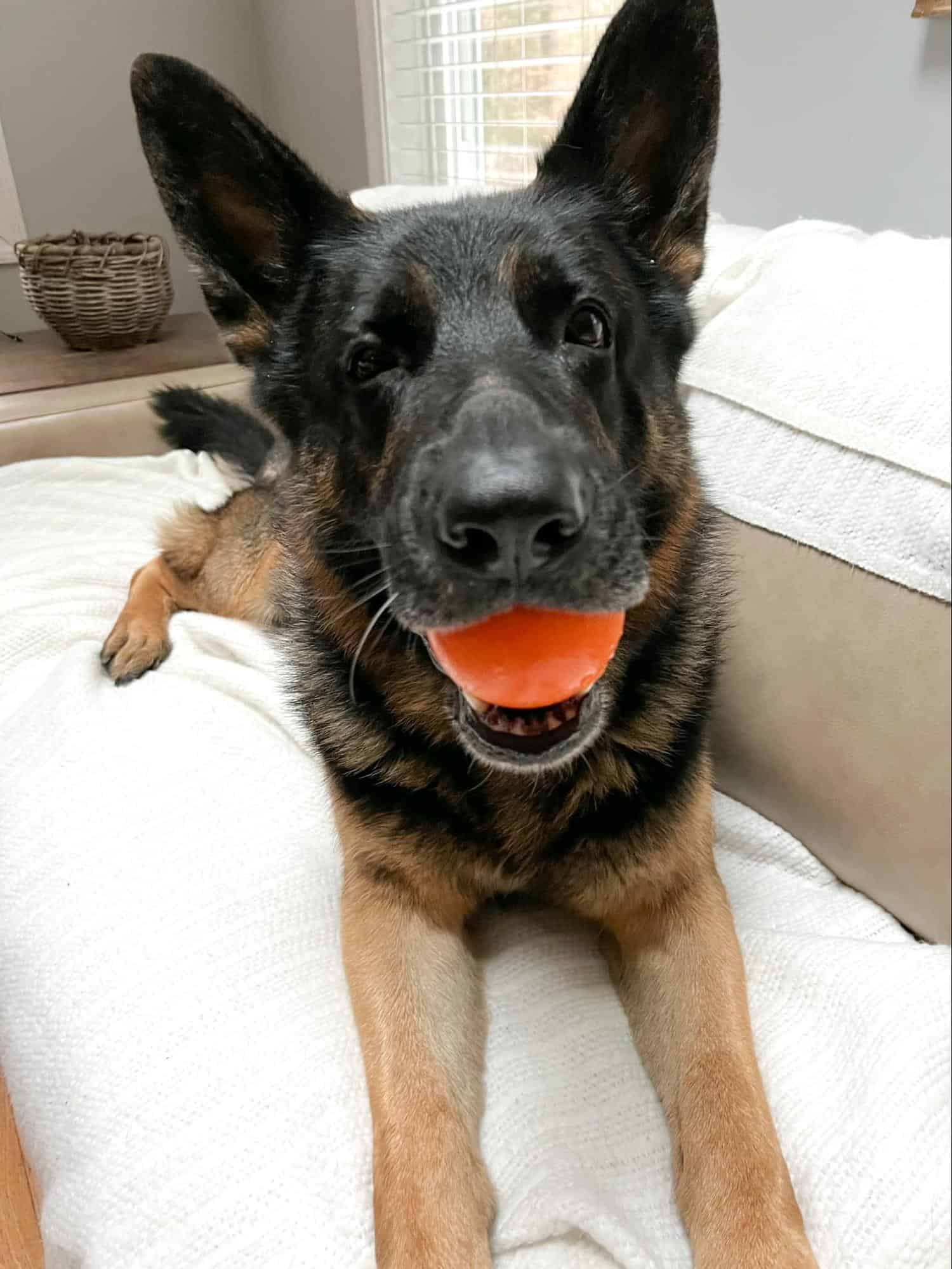 german shepherd lying on the couch and holding a ball in his mouth