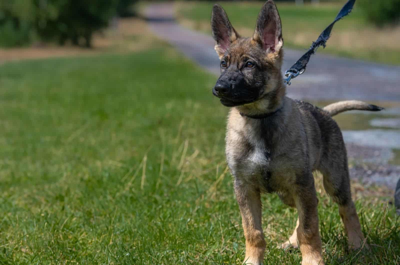 german shepherd puppy on a leash