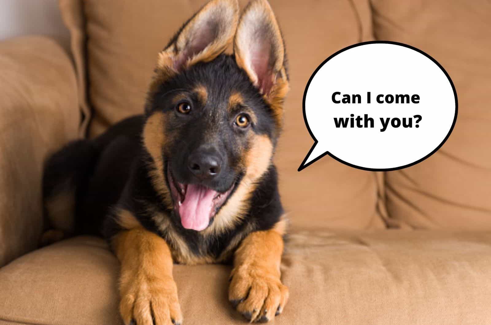 german shepherd puppy lying on the couch