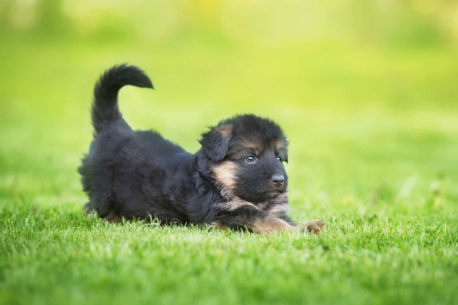 german shepherd puppy stretching