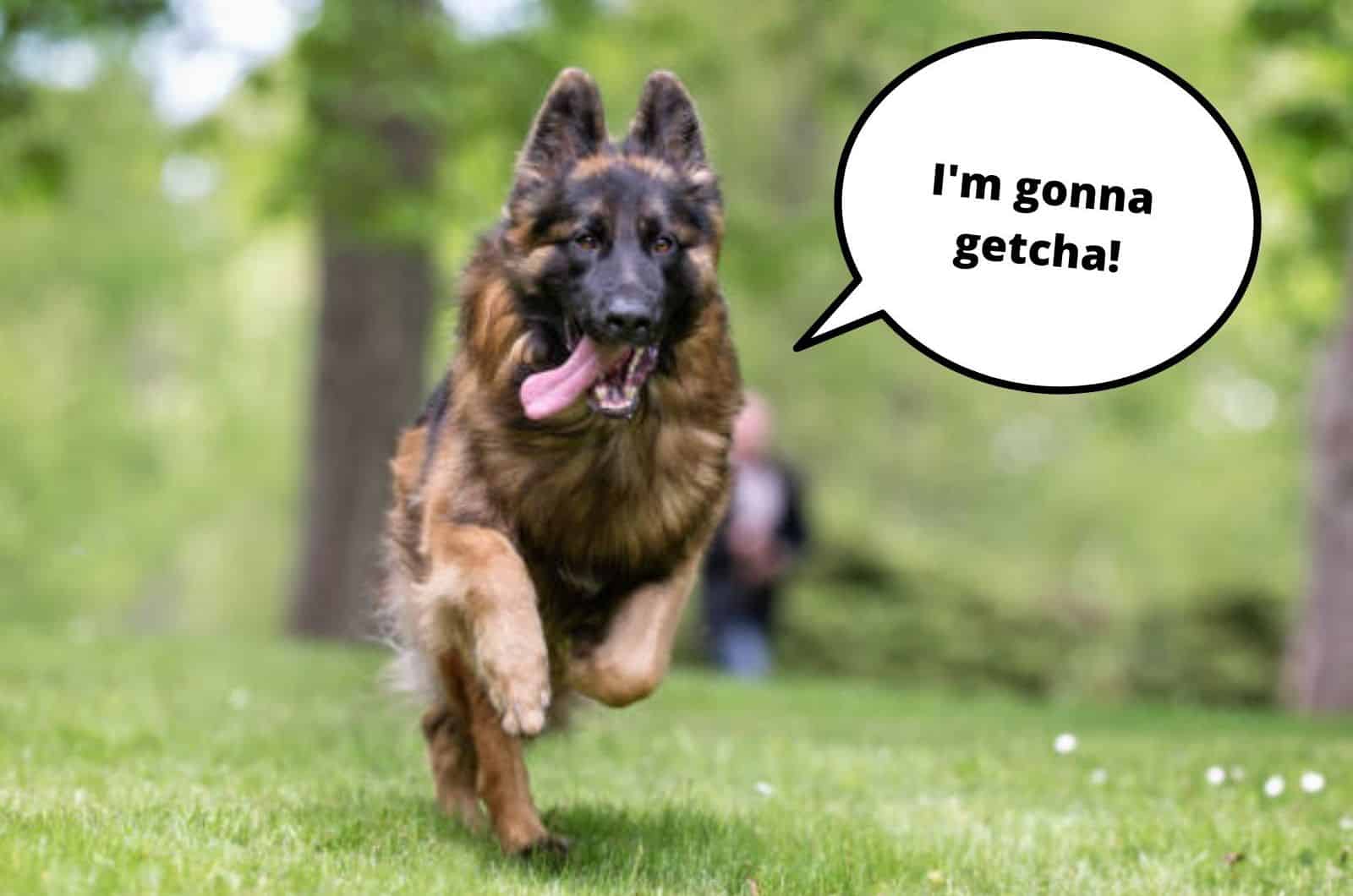 german shepherd running in the park