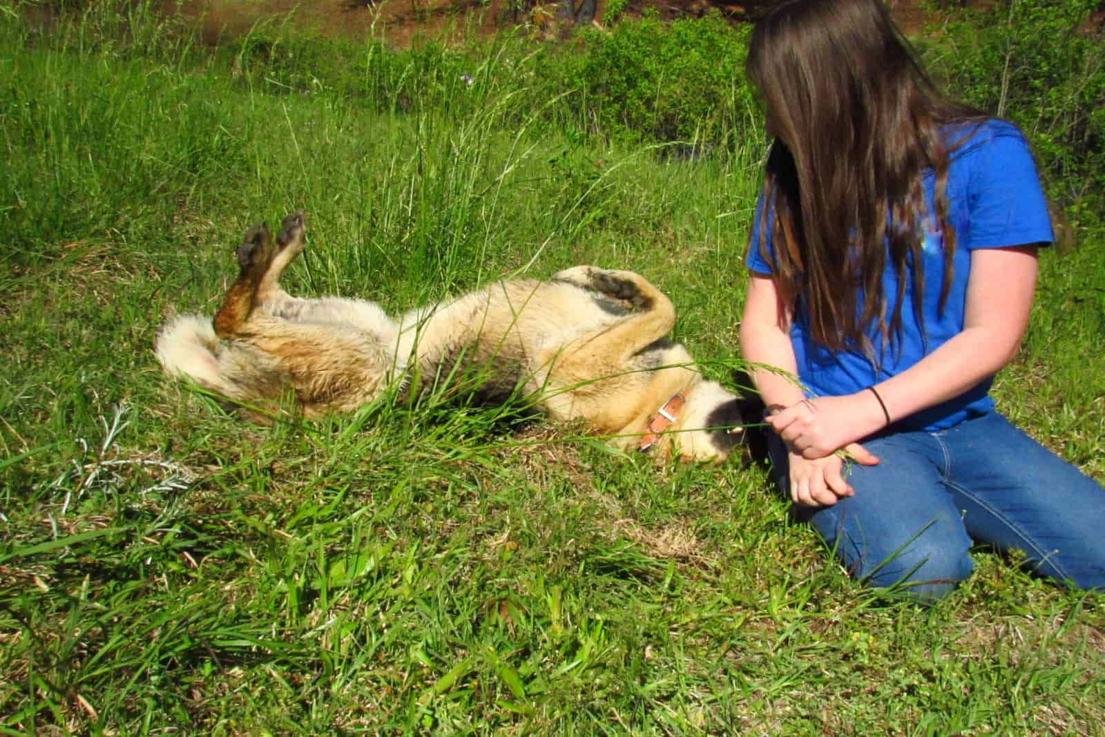 girl watching German Shepherd dog rolling in grass playing