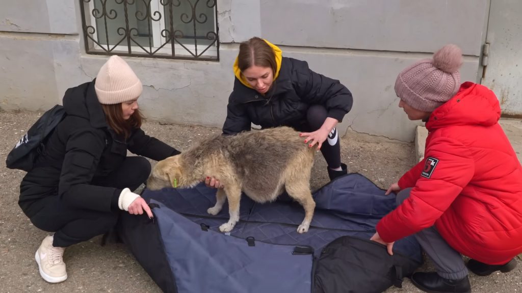 girls help a dog with a swollen belly