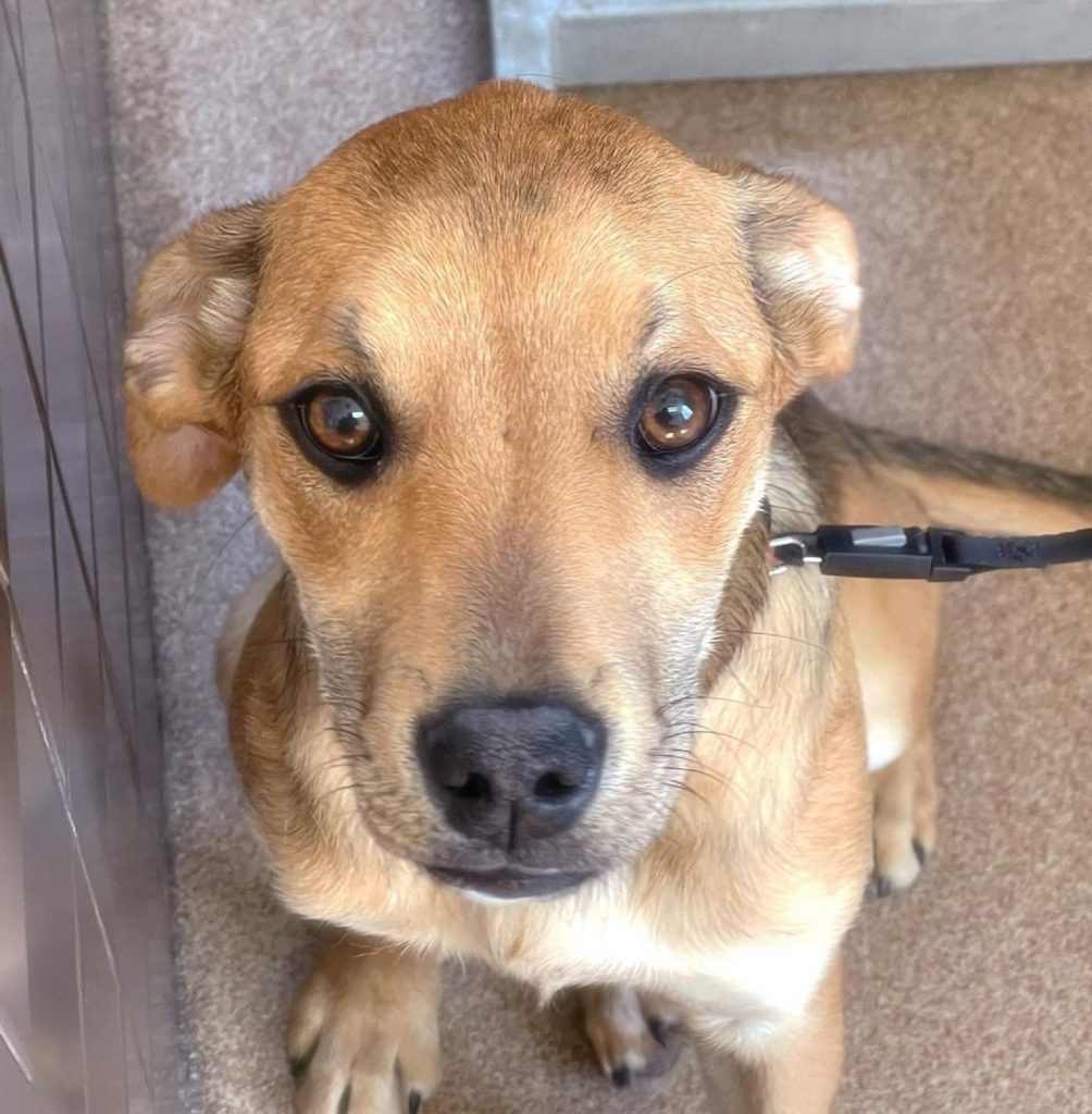 Labrador German Shepherd Mix Is The Prettiest Sheprador Ever